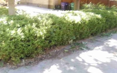 Photo of Anne S.'s yard after getting tree care in Thornton, CO