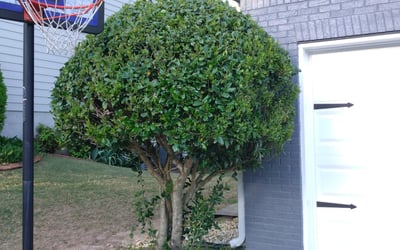 Photo of Michael S.'s yard after getting landscaping in Haralson, GA