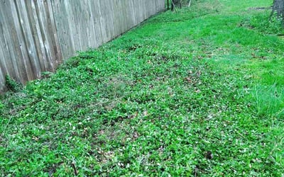 Photo of Chris B.'s yard after getting landscaping in Berea, OH