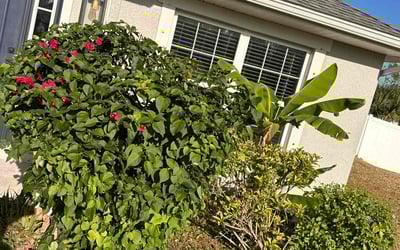 Photo of Ben F.'s yard after getting tree care in Bradenton, FL