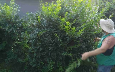 Photo of Brandon B.'s yard after getting tree care in Dayton, OH