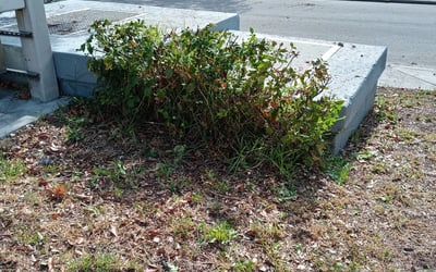 Photo of Esmeralda R.'s yard after getting landscaping in Elfers, FL