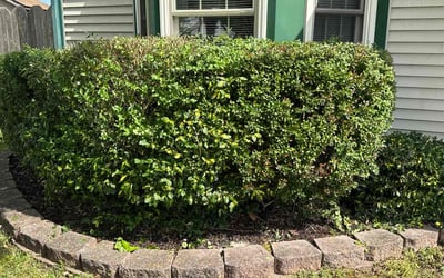 Photo of Samantha M.'s yard after getting landscaping in Virginia Beach, VA