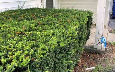 Photo of Carlos S.'s yard after getting landscaping in Heath, OH