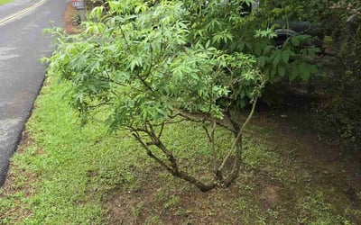 Photo of Kevin S.'s yard after getting landscaping in Gainesville, GA