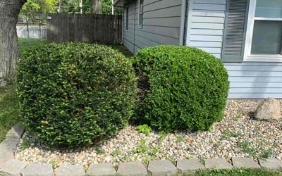 Photo of Sandra H.'s yard after getting landscaping in Bluffton, IN