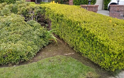 Photo of Kayla M.'s yard after getting landscaping in Rancho Santa Margarita, CA
