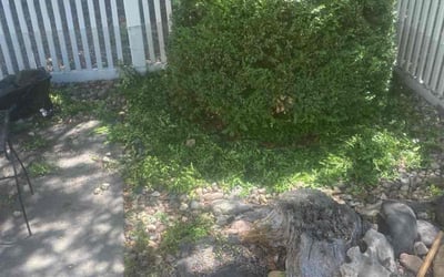 Photo of Michelle G.'s yard after getting landscaping in Loveland, CO