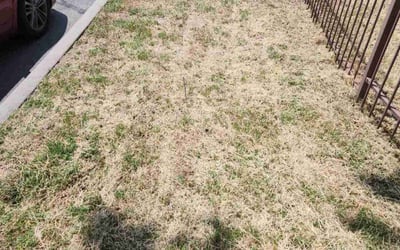 Photo of Tara W.'s yard after getting landscaping in Yucca Valley, CA