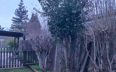 Photo of Monica R.'s yard after getting lawn care in Menifee, CA