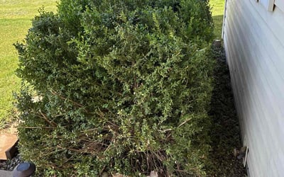 Photo of Rebecca M.'s yard after getting landscaping in Caldwell, ID