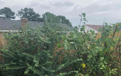 Photo of Antonio P.'s yard after getting landscaping in Aydlett, NC
