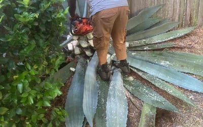 Photo of Sarah V.'s yard after getting tree care in Hastings, FL