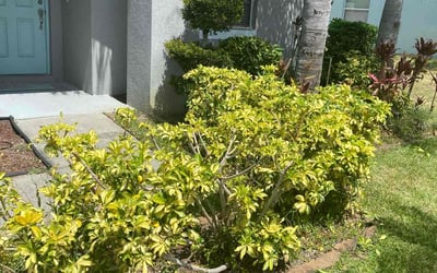 Photo of Ryan M.'s yard after getting landscaping in Balm, FL