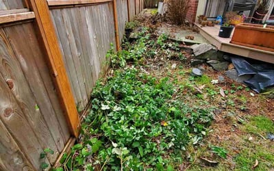 Photo of Gaylon C.'s yard after getting tree care in Kirkland, WA