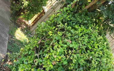 Photo of Sarah H.'s yard after getting landscaping in Garland, TX
