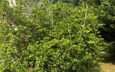 Photo of James J.'s yard after getting landscaping in Fredericksburg, VA