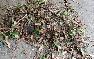 Photo of Lynn P.'s yard after getting landscaping in Turin, GA