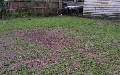 Photo of Rex G.'s yard after getting tree care in Missouri City, TX
