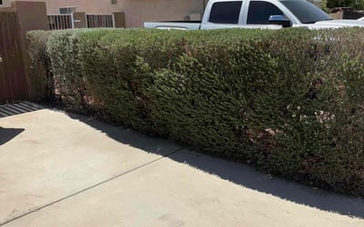 Photo of Larry L.'s yard after getting landscaping in Glendale, AZ