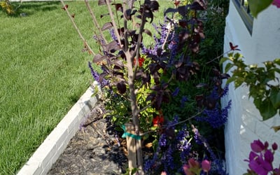 Photo of Ben S.'s yard after getting landscaping in Canyon Country, CA