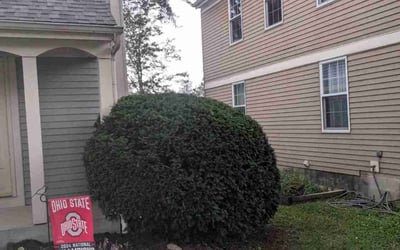 Photo of Kelly G.'s yard after getting landscaping in Edison, OH