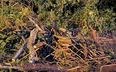 Photo of Molly M.'s yard after getting landscaping in Nashville, TN