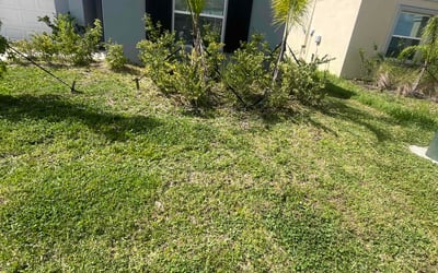 Photo of Derick K.'s yard after getting tree care in Tarpon Springs, FL