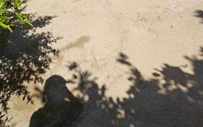 Photo of Jijo J.'s yard after getting tree care in South Lake Tahoe, CA