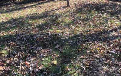 Photo of Donald R.'s yard after getting landscaping in Bristow, OK