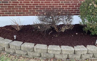 Photo of Andrew S.'s yard after getting landscaping in Camp Dennison, OH