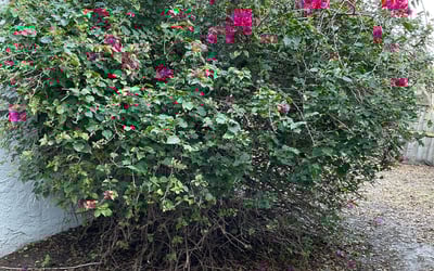 Photo of Alicia C.'s yard after getting landscaping in Howey In The Hills, FL