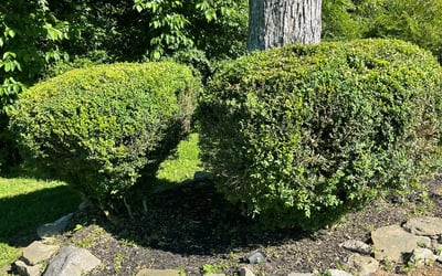 Photo of Robert M.'s yard after getting landscaping in Dickson, TN