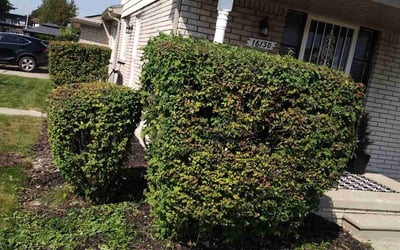 Photo of Amber H.'s yard after getting landscaping in Utica, MI
