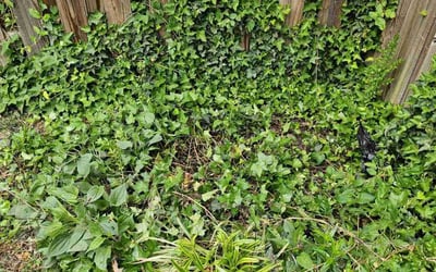 Photo of Danielle P.'s yard after getting landscaping in Cheltenham, MD