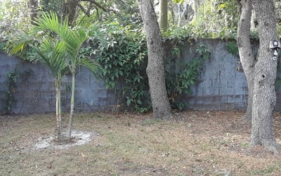 Photo of Lisa T.'s yard after getting landscaping in Belleair Beach, FL