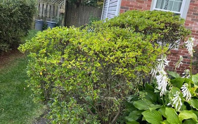 Photo of George C.'s yard after getting landscaping in Braddock Heights, MD