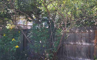 Photo of Juan Antonio G.'s yard after getting landscaping in Helotes, TX