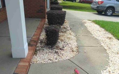Photo of James H.'s yard after getting landscaping in Indian Trail, NC