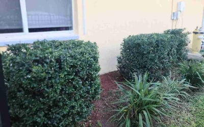 Photo of Jeffrey S.'s yard after getting landscaping in Fort Myers Beach, FL