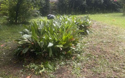 Photo of Travis A.'s yard after getting tree care in Columbia, SC