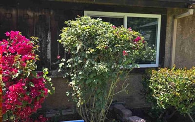 Photo of Stephanie S.'s yard after getting landscaping in Riverside, CA