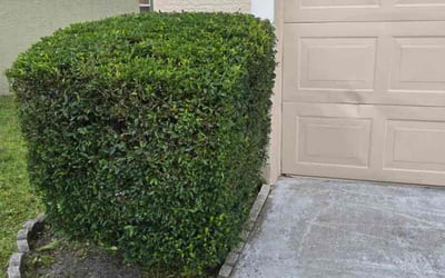 Photo of Stephen N.'s yard after getting landscaping in Longwood, FL