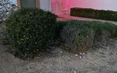Photo of Kelly N.'s yard after getting landscaping in Higley, AZ