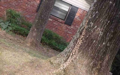 Photo of Steven R.'s yard after getting landscaping in Little Rock, AR