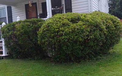 Photo of Paul L.'s yard after getting tree care in Ruther Glen, VA