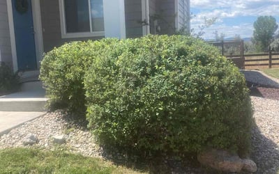 Photo of Carrie F.'s yard after getting tree care in Fort Collins, CO