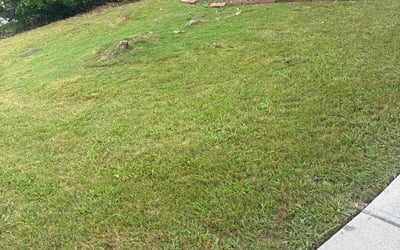 Photo of Susan F.'s yard after getting landscaping in Union City, GA