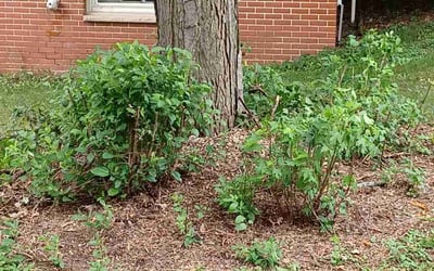 Photo of James O.'s yard after getting landscaping in Carver, MN