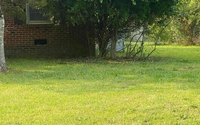 Photo of Linda Y.'s yard after getting tree care in Cornelius, NC